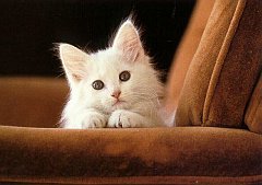 Gatti (94)
